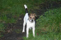 pebbles10.jpg (203492 Byte)