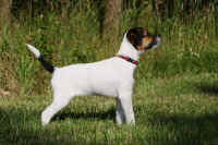 pebbles1.jpg (200894 Byte)