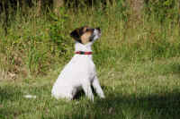 pebbles2.jpg (216737 Byte)