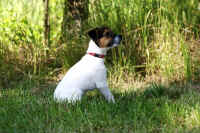 pebbles3.jpg (214326 Byte)