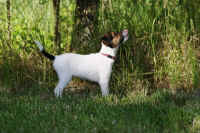 pebbles4.jpg (210082 Byte)
