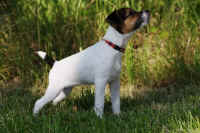 pebbles5.jpg (179795 Byte)