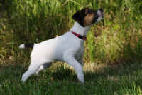 pebbles6.jpg (175766 Byte)