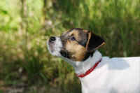 pebbles7.jpg (122904 Byte)