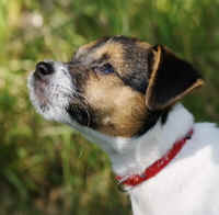 pebbles8.jpg (167311 Byte)