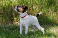 pebbles9.jpg (174142 Byte)