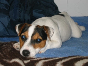 Hazzle ist eine Tochter von unsere Lou Ann