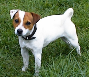 Tynedale Holly vom ganzen Herzen