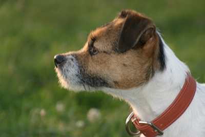 Pebbles vom ganzen Herzen