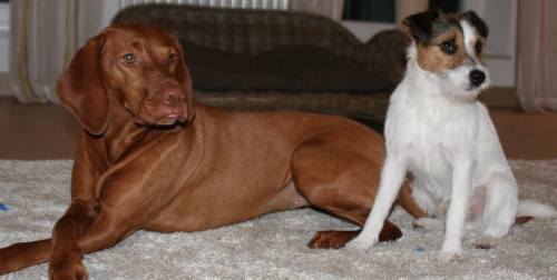 Heartbreaker Hugo "vom ganzen Herzen" (Eltern: Pebbles & Darrell)