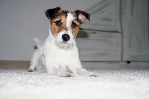 Heartbreaker Hugo "vom ganzen Herzen" (Eltern: Pebbles & Darrell)
