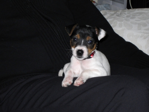 Ivy"vom ganzen Herzen"