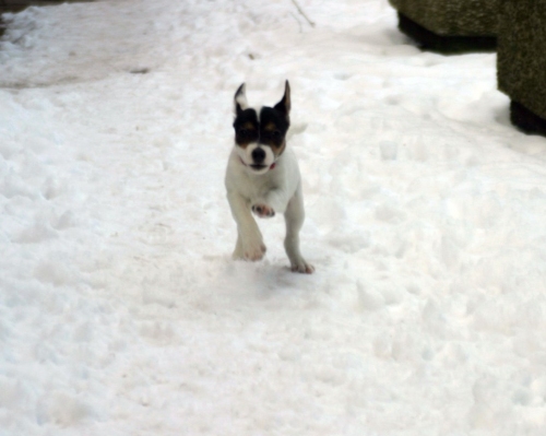 Ivy "vom ganzen Herzen" (Eltern: Bulli & Darrell)