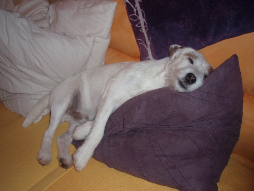Quickboy "vom ganzen Herzen"