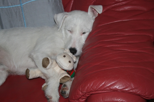 Knut "vom ganzen Herzen"