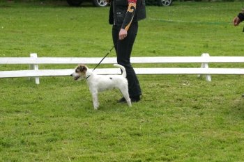 Foxcombe Jay Jay