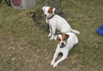 Kingsland Happy & Tynedale Holly vom ganzen Herzen
