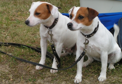 Kingsland Happy & Tynedale Holly vom ganzen Herzen