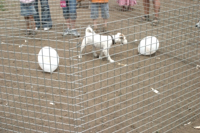 Cocco vom ganzen Herzen