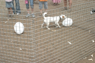 Cocco vom ganzen Herzen