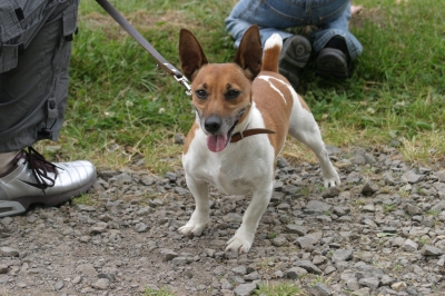 Ein Anti Jack Russell
