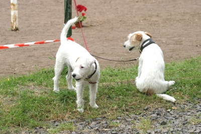 Cocco & Jerry vom ganzen Herzen