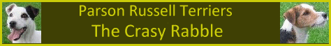  Russell Terriers Crazy Rabble