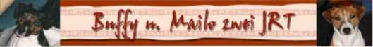 Jack Russell Terrier Buffy und Mailo