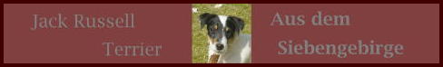 Jack Russell Terrier aus den Siebengebirge