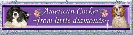 American Cocker Spaniel �s Zucht