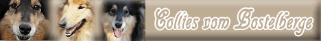 Collie Zucht von Bostelberge