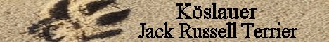K�slauer Jack Russell Terrier