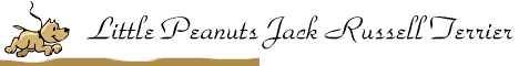 Little Penauts Jack Russell Terrier