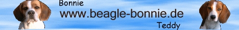  Beagle  Bonnie u. Teddy