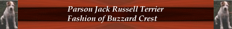 Parson Jack Russell Terrier of Buzzard Crest