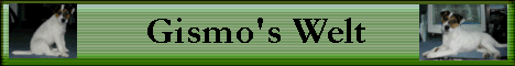 Parson Russell Gismo