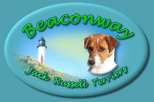 Beaconway Jack Russell Terrier