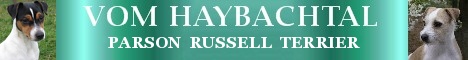 Parson Jack Russell  Terrier vom Haybachtal