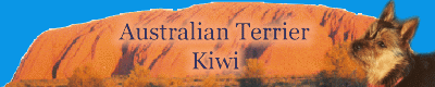 Kiwi ein Australian Terrier