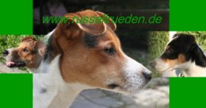 Parson Jack Russell R�den
