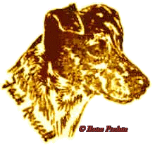 Parson (Jack) Russell Terrier Zucht vom ganzen Herzen in Norddeutschland - Zu Favoriten hinzuf�gen.